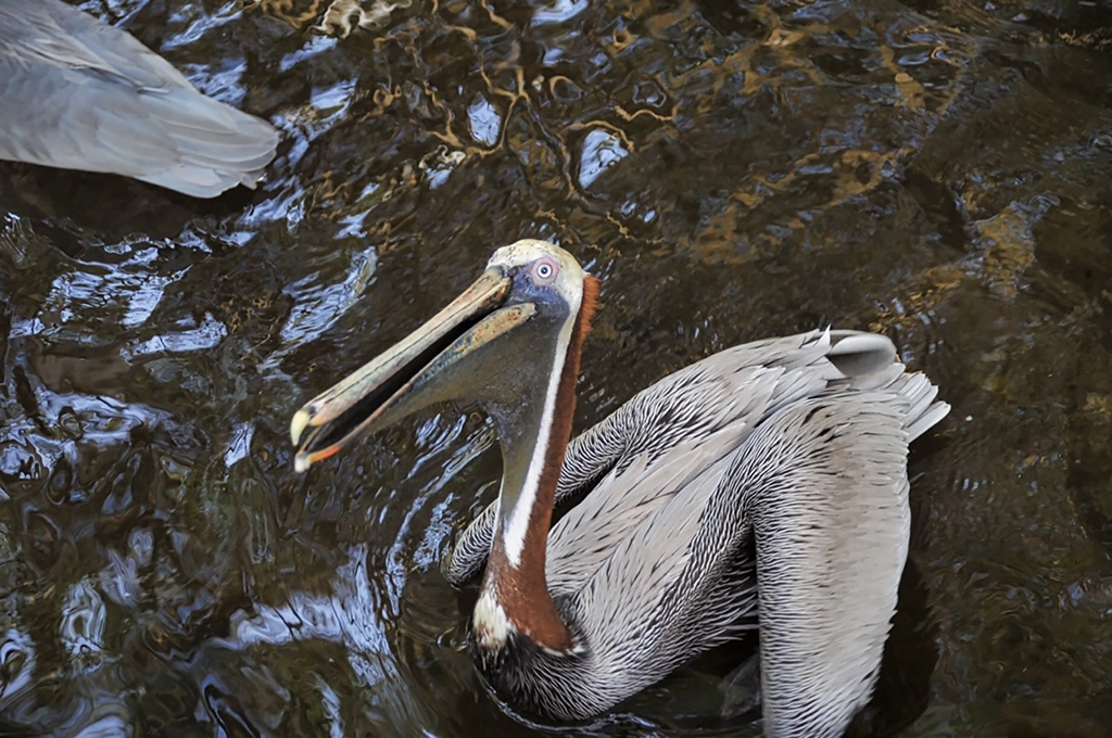 USA, Florida, Crystal River