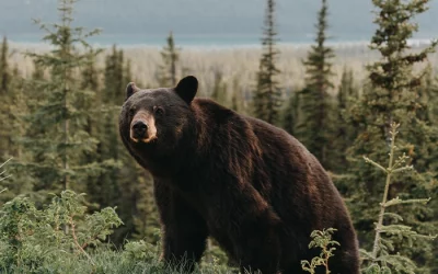 Bildband „Im Bann der wilden Tiere“ von Andreas Kieling
