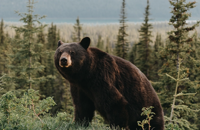 Bildband „Im Bann der wilden Tiere“ von Andreas Kieling