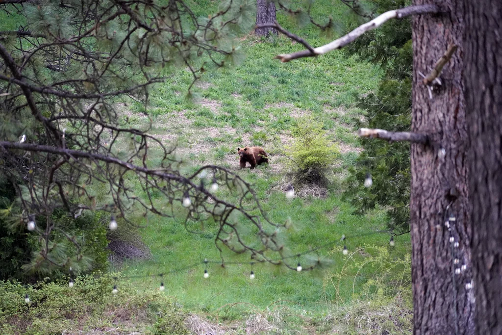 Ein einzelner Braunbär steht auf einer grünen Lichtung im Wald von Sierra County, aufgenommen durch Äste im Vordergrund.