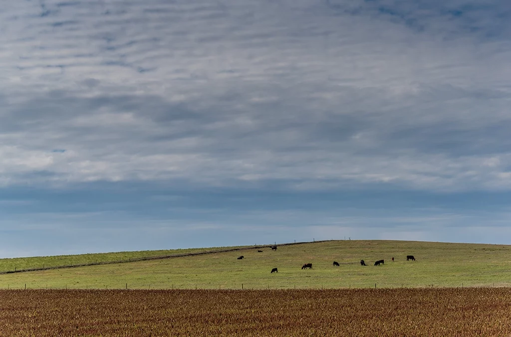 American Beauty: South Dakota
