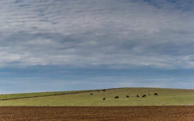 American Beauty: South Dakota
