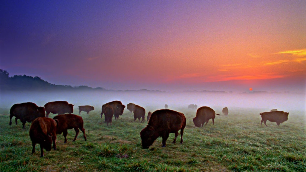 Bisonherde bei Sonnenuntergang im Nebel auf einer Wiese in Illinois