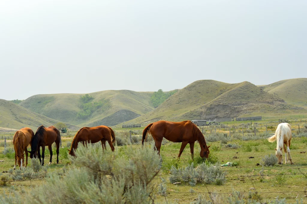 Grasende Pferde vor den Badlands-Hügeln im Süden von Saskatchewan, Kanada