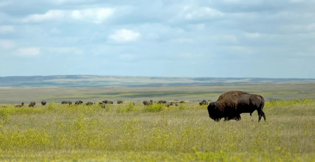 Schreibe mir für diese Fotos Alternativtext, Untertitel und Beschreibung für SEO anhand des Dateinamens. Aufgenommen irgendwo in den Grasslands in der Prärie Saskatchewans. © Wolfgang Greiner