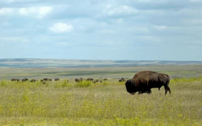 Saskatchewan: Rückkehr der Bisons nach Wanuskewin