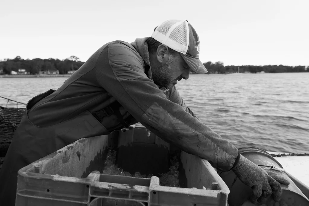 Austernfarmer sortiert frisch geerntete Austern auf einem Boot vor Long Island.