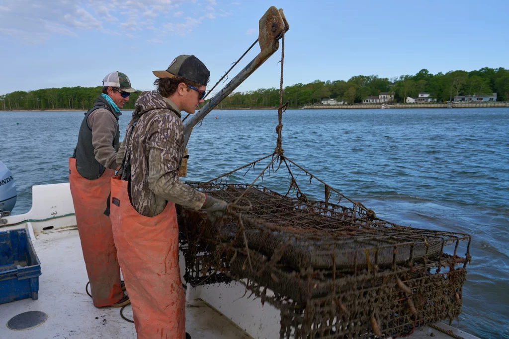 Fischer heben Austernkäfige aus dem Wasser während der Ernte vor der Küste von Long Island.