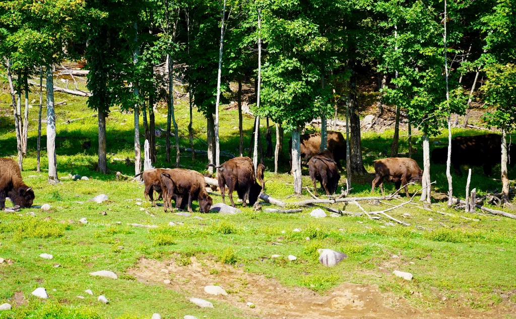 Eine Herde Bisons grast im Naturpark Kanatha-Aki zwischen Bäumen und Wiesen in den Laurentiden, Québec.