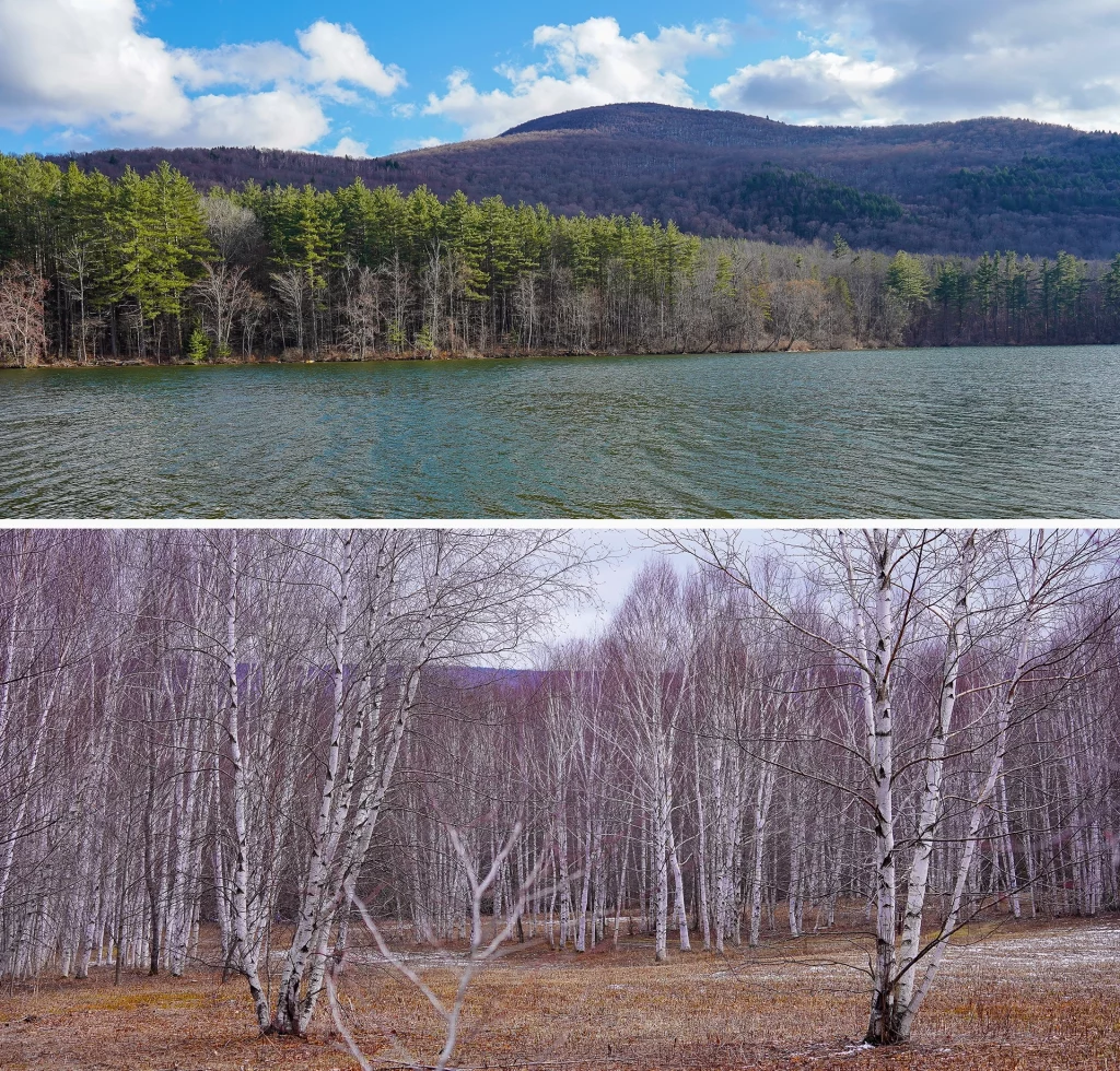 Blick auf bewaldete Hänge am Wasser in den Berkshires bei North Adams sowie ein Birkenhain in winterlicher Landschaft nahe Mount Greylock.