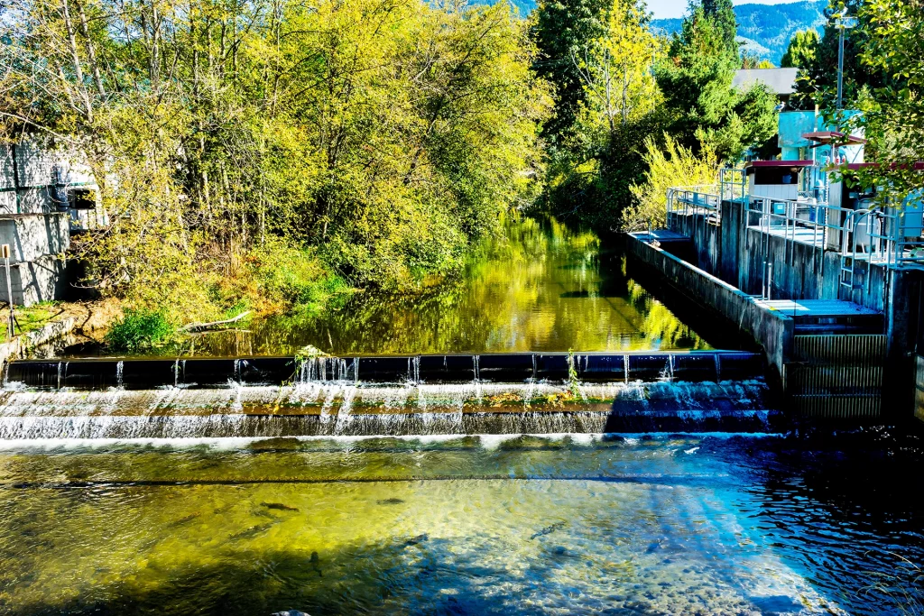Wasserlauf mit Fischtreppe und Herbstbäumen an der Salmon Hatchery in Issaquah.