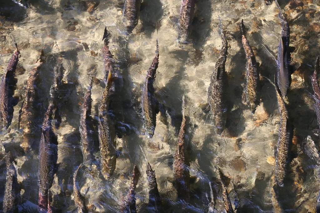 Gruppe von Pazifiklachsen schwimmt im klaren Wasser eines Baches.