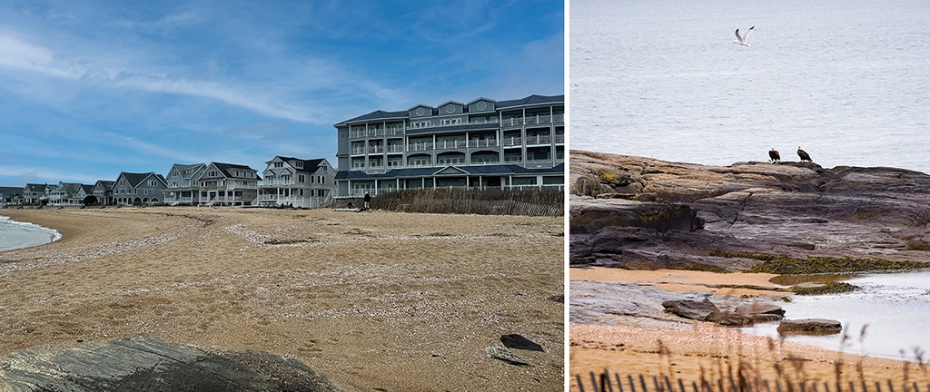 Blick auf das elegante Madison Beach Hotel an der Küste von Connecticut mit breitem Sandstrand; daneben sitzen zwei Weißkopfseeadler auf den Felsen über dem Meer.