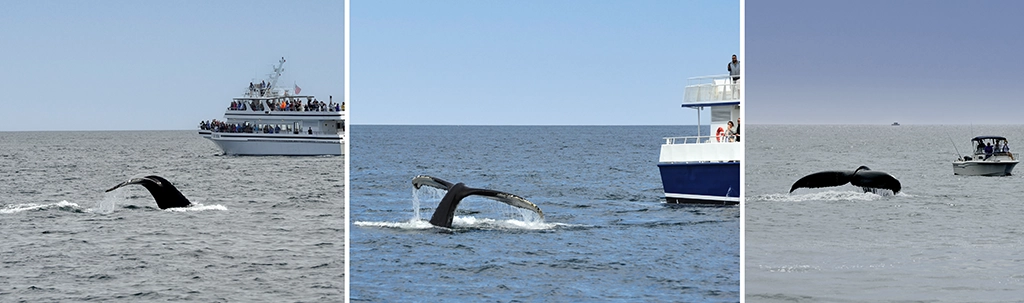 Boote bei der Walbeobachtung vor Gloucester, Massachusetts, mit springenden Buckelwalen im offenen Meer.