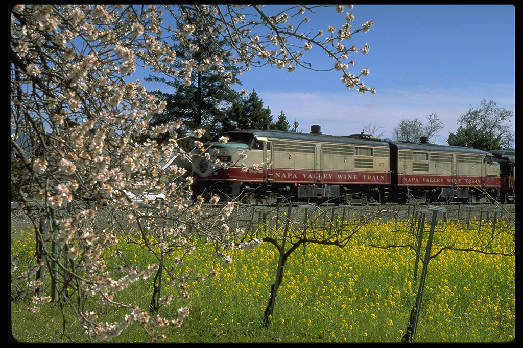 Der Napa Valley Wine Train fährt durch blühende Weinreben im Frühling, umgeben von Bäumen und gelben Wildblumen.