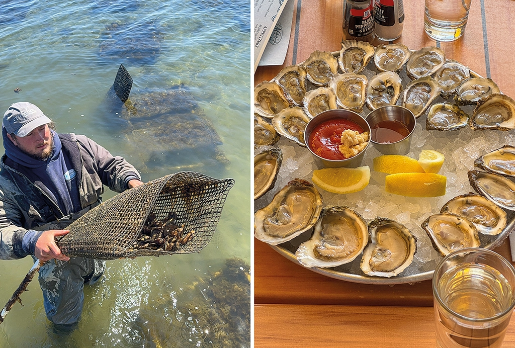 Ein Austernfarmer watet durch das Wasser und hebt einen Korb frischer Austern aus der Bucht von Rhode Island; daneben eine Servierplatte mit geöffneten Austern, Zitronenscheiben und Saucen in der Matunuck Oyster Bar.