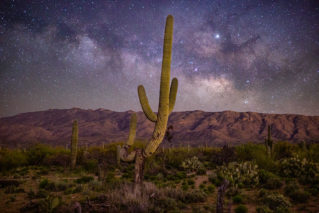 Night sky over Saguaro National Park with Milky Way and cacti silhouettes.