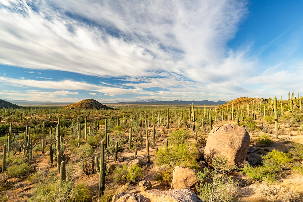 Vast desert landscape with countless saguaro cacti and mountains in Arizona.
