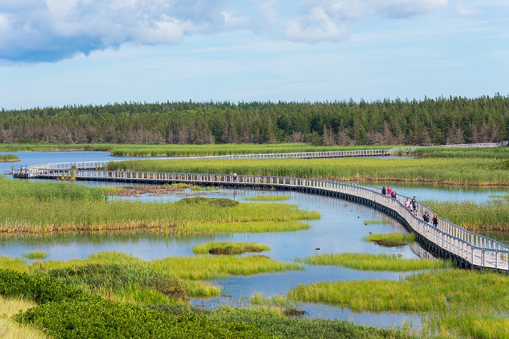 Holzsteg schlängelt sich durch ein grünes Feuchtgebiet im PEI National Park, Kanada