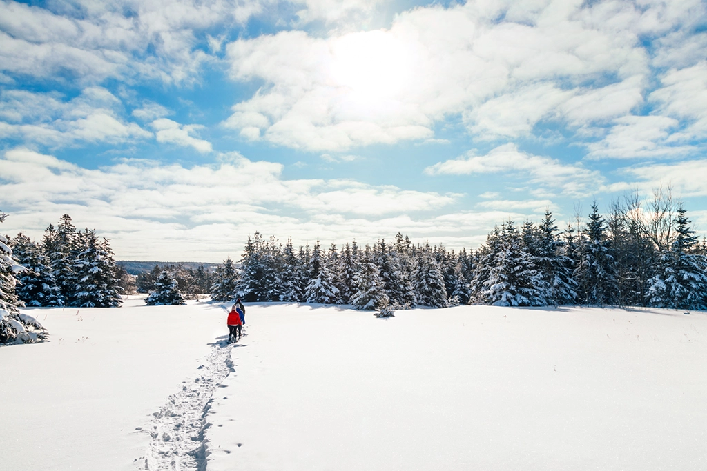 Zwei Menschen wandern mit Schneeschuhen durch ein verschneites Feld, gesäumt von schneebedeckten Tannen unter blauem Himmel.