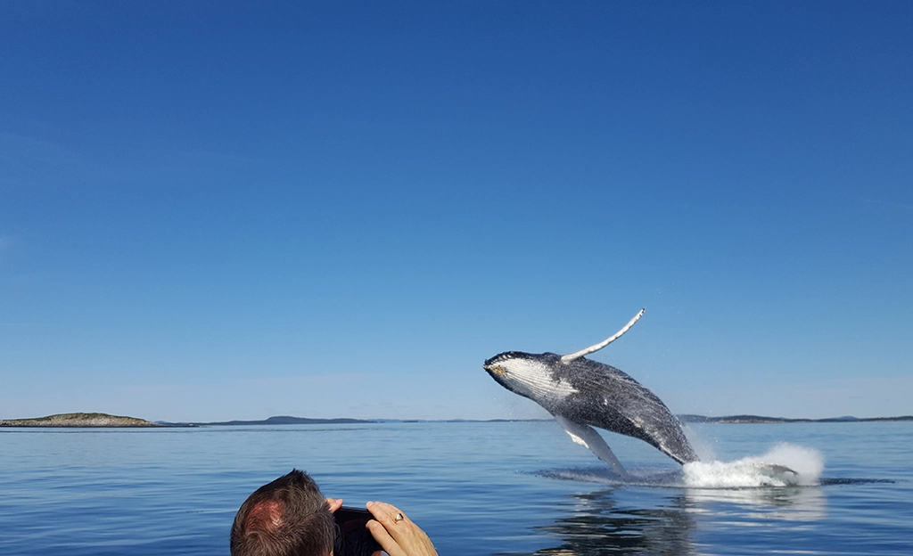 Ein Buckelwal springt spektakulär aus dem Wasser vor einem Beobachtungsboot in New Brunswick, Kanada.