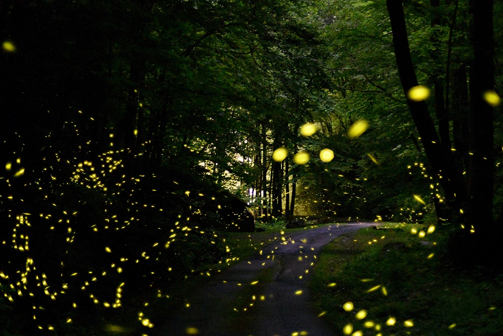 Leuchtende Glühwürmchen bei Nacht auf einem Waldweg in den Great Smoky Mountains in Tennessee