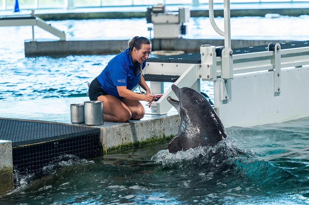 Pflegerin arbeitet mit Delfin im Clearwater Marine Aquarium