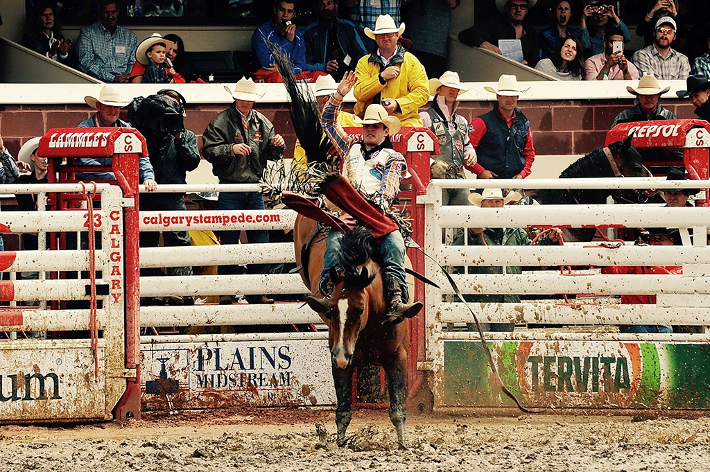 Rodeo-Reiter auf buckelndem Pferd beim Saddle Bronc Riding in der Arena der Calgary Stampede