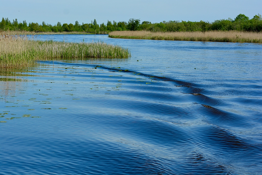 Schilfgesäumtes Ufer und ruhige Wasserfläche am Peipussee in Estland, mit sanften Wellen unter blauem Himmel
