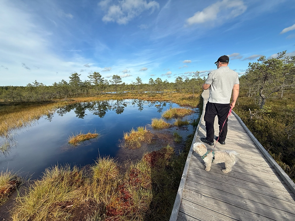 Holzsteg durch das Viru-Hochmoor im Lahemaa-Nationalpark mit Wasserflächen und Herbstvegetation