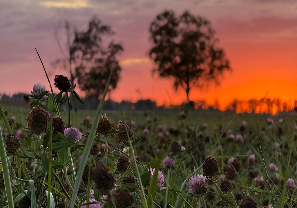 Herbstliche Wiese im Baltikum bei Sonnenuntergang mit warmem Himmel und Silhouetten von Bäumen