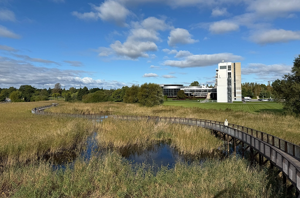 Holzsteg durch Feuchtgebiet am Pärnu Küstenniederungs-Naturpfad