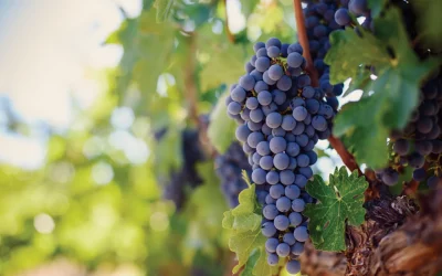 Napa: Vineyard to Vintner 2026