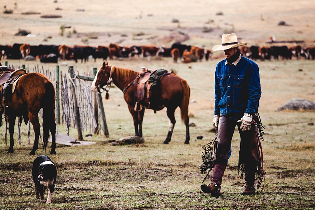 Cowboy treibt Rinderherde nahe Riske Creek Ranch im ländlichen British Columbia.
