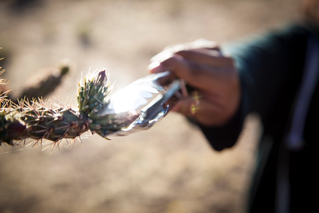 Person erntet mit einer Zange die essbaren Knospen eines Cholla-Kaktus in der Wüste bei Tucson.