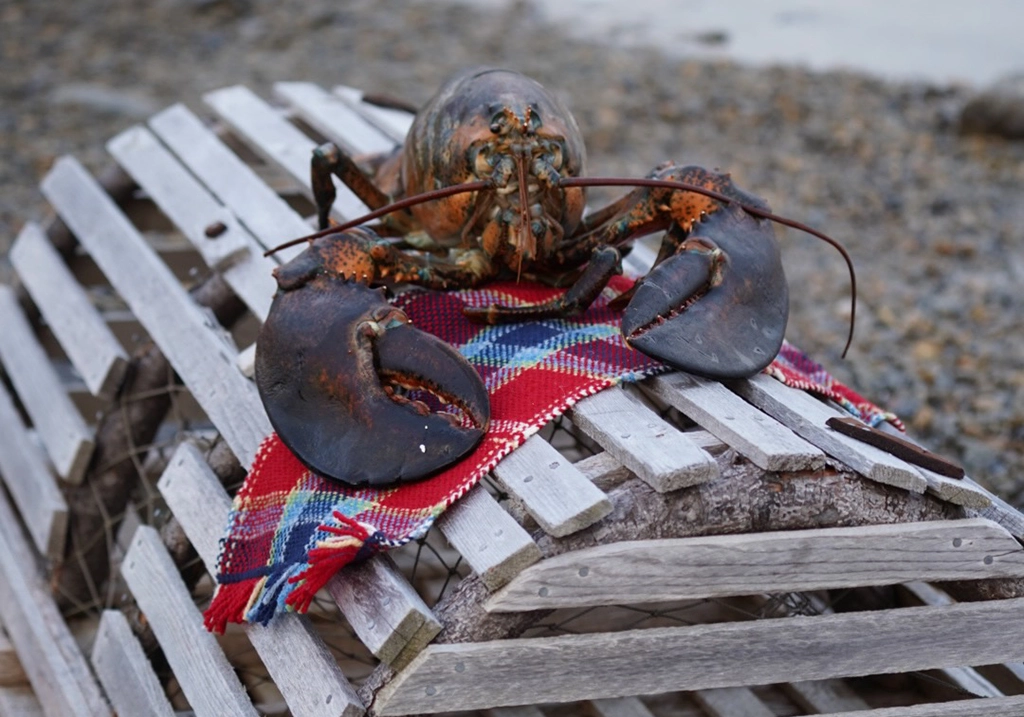 Großer Hummer auf Holzfangkorb mit rot-blauer Decke