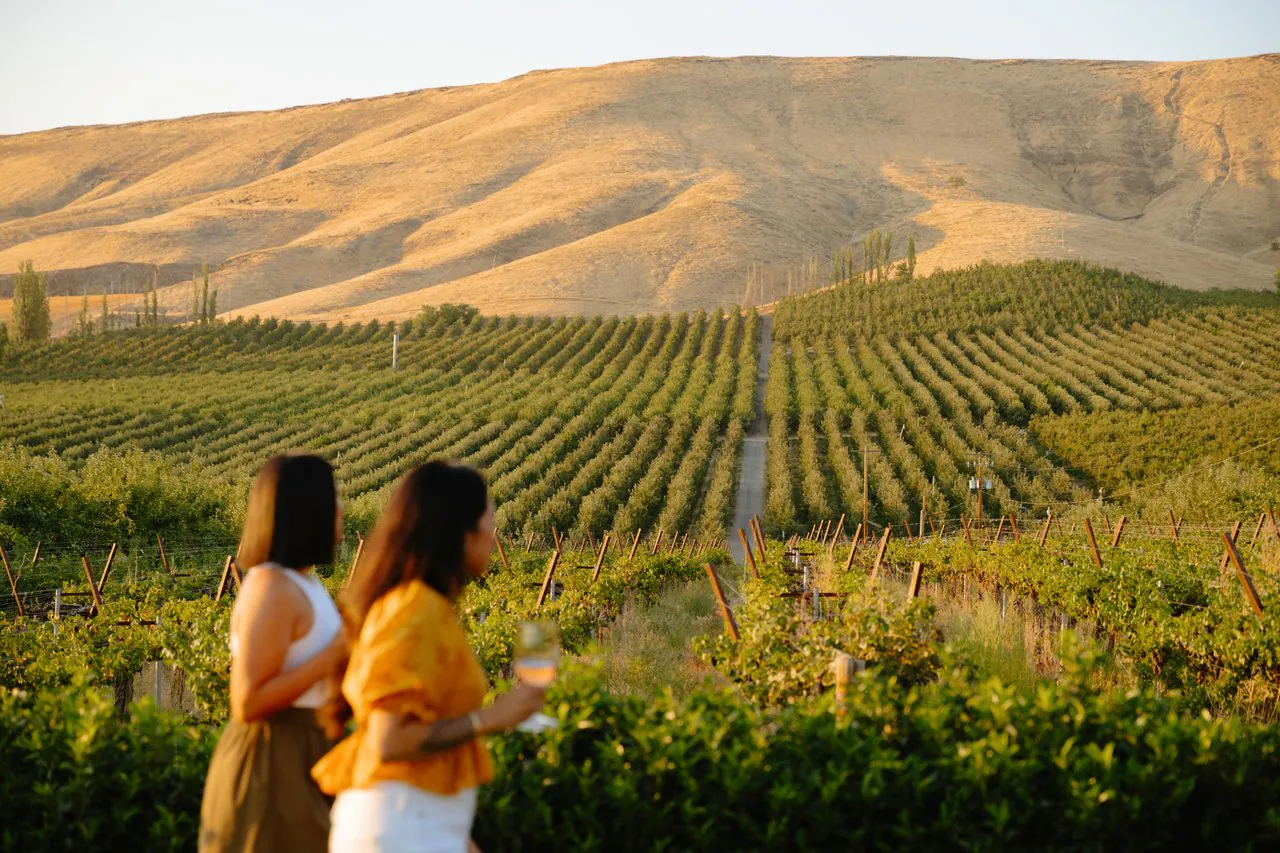 Weinberge im Yakima Valley in Washington mit Hügeln im Abendlicht.