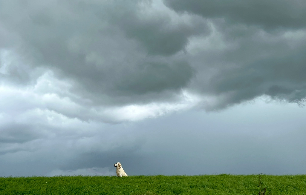 Hund sitzt auf einer Wiese unter dramatischem, wolkenverhangenem Himmel.