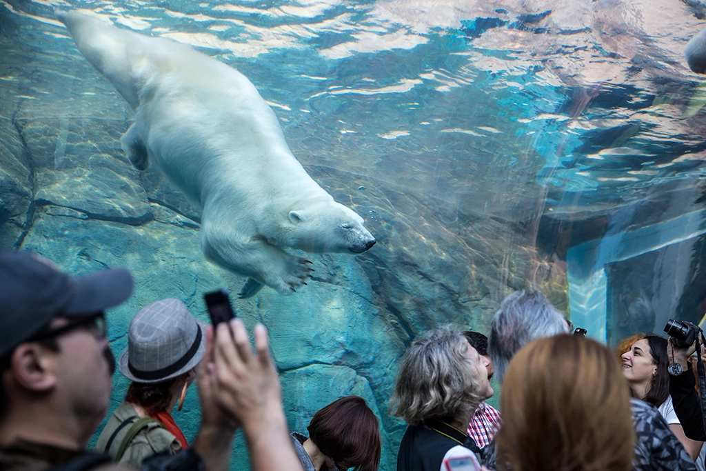 Eisbär schwimmt im Wasserbecken im Journey to Churchill Bereich im Zoo Winnipeg
