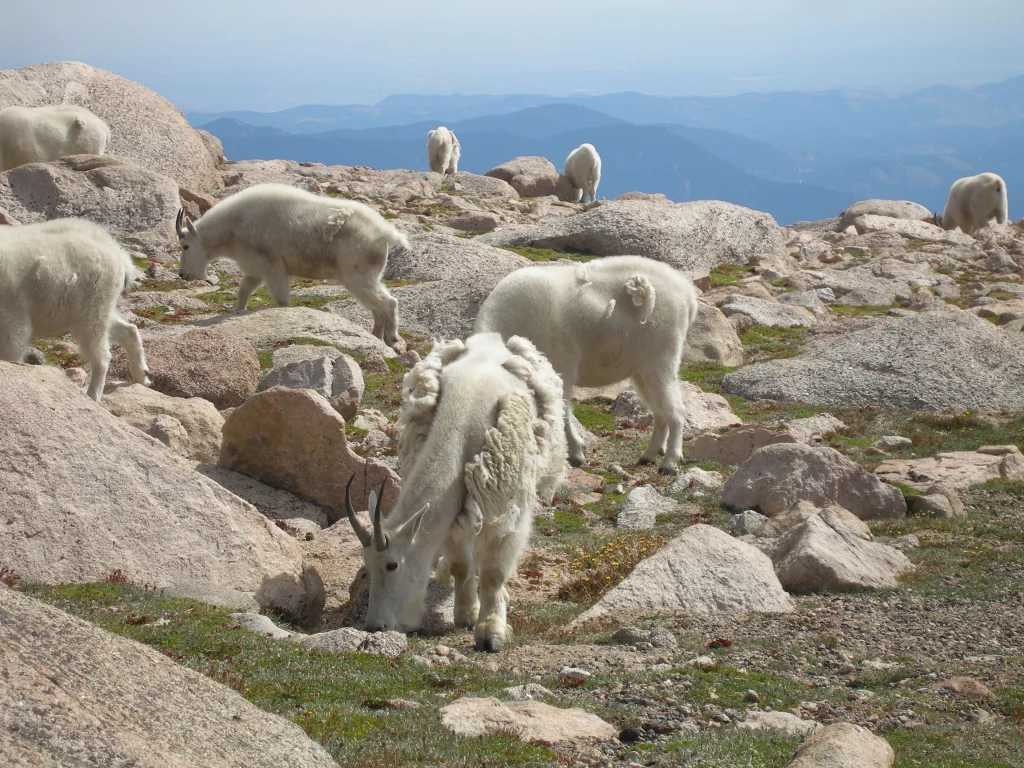 Bergziegen in der alpinen Hochgebirgslandschaft des Mount Blue Sky in Colorado.