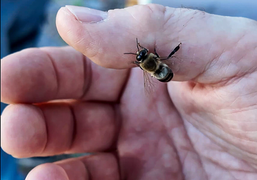 Honigbiene auf der Hand eines Besuchers bei Seminole Bee Farms in Seminole, Florida.