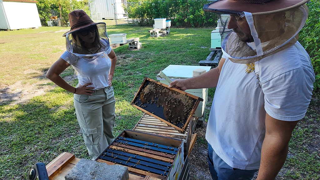 Slobodan Djordic zeigt Alejandra Pedroza einen Wabenrahmen bei Seminole Bee Farms in Seminole, Florida.