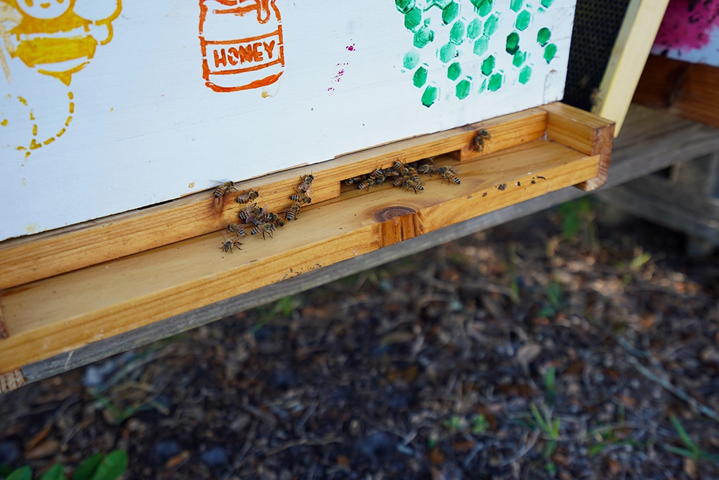 Honigbienen am Flugloch eines Bienenstocks von Seminole Bee Farms in Florida.
