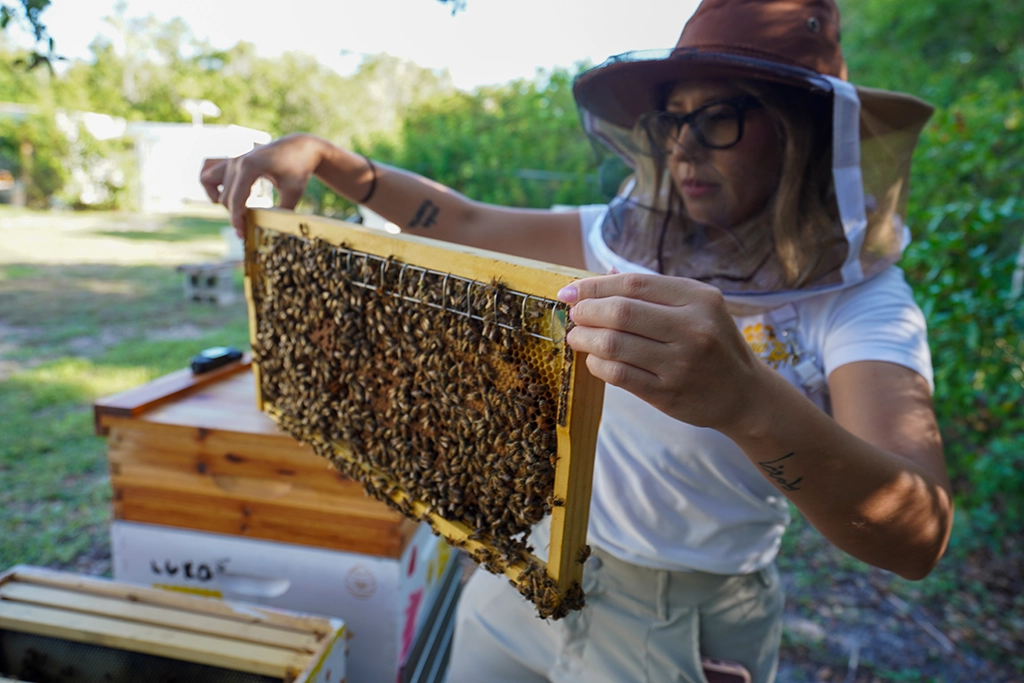 Alejandra Pedroza kontrolliert einen dicht mit Honigbienen besetzten Wabenrahmen bei Seminole Bee Farms.