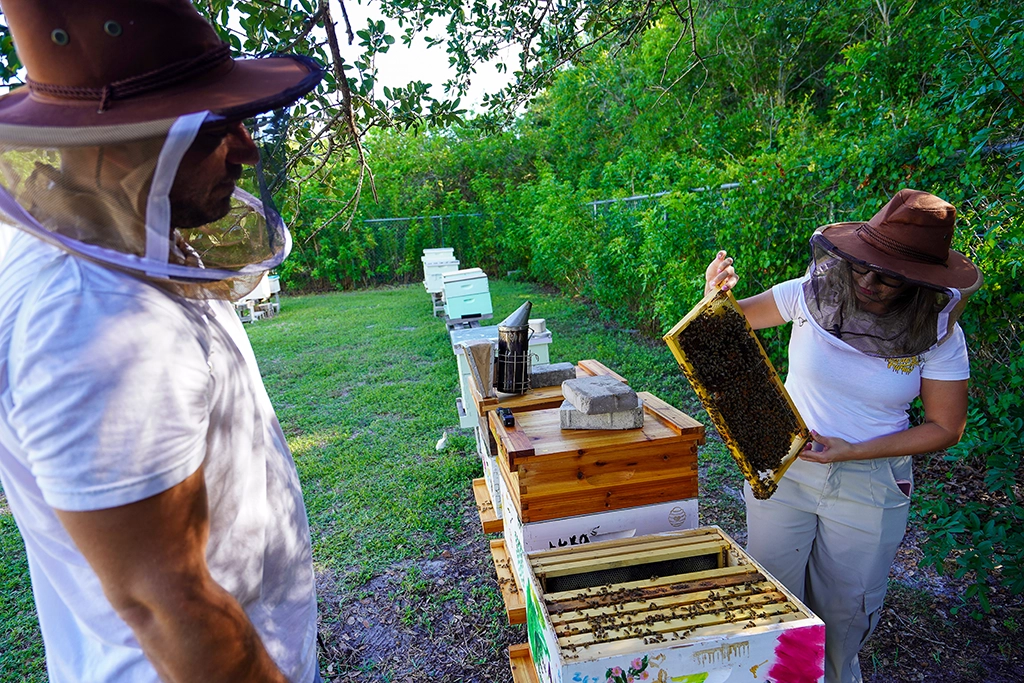 Alejandra Pedroza hebt bei Seminole Bee Farms einen Wabenrahmen aus einem geöffneten Bienenstock.