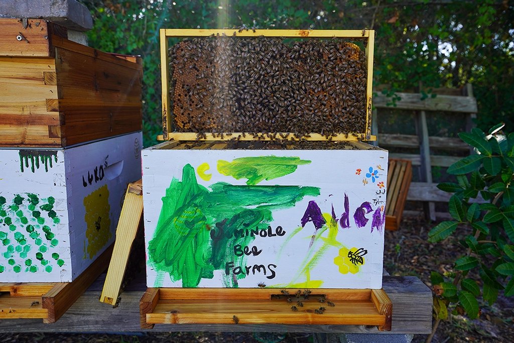 Geöffneter Bienenstock mit dicht besetztem Wabenrahmen bei Seminole Bee Farms in Florida.