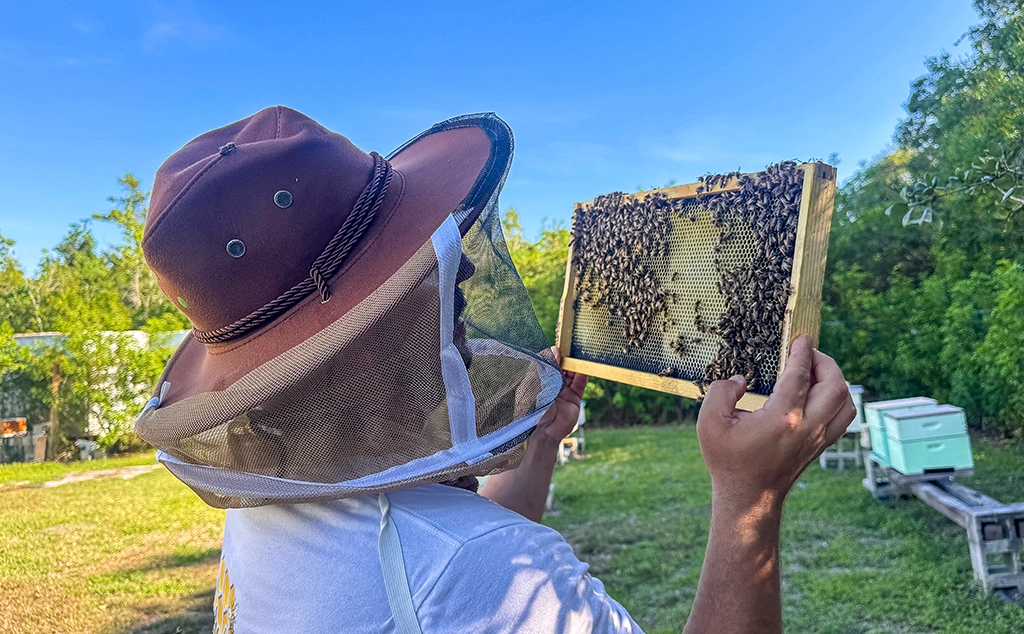Imker Slobodan Djordic untersucht einen Wabenrahmen bei Seminole Bee Farms in Florida.