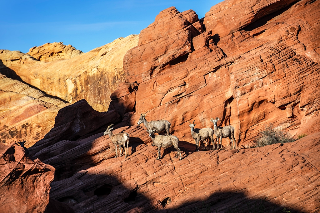 Desert Bighorn Sheep auf roten Sandsteinfelsen im Valley of Fire State Park.