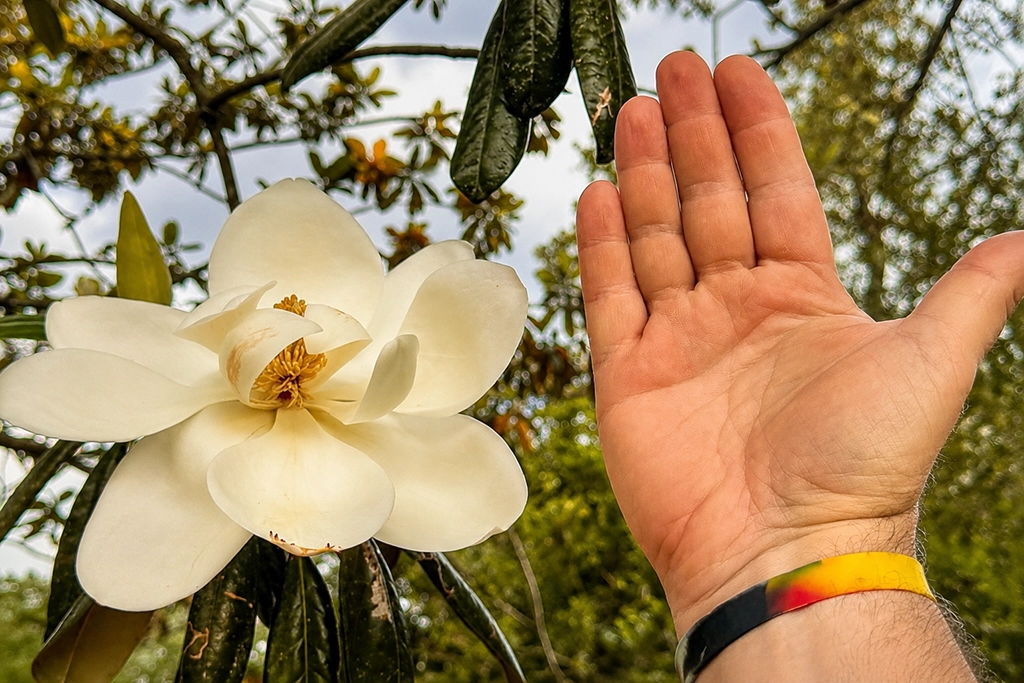 Große weiße Magnolienblüte auf dem Gelände der Pebble Hill Plantation in Georgia.