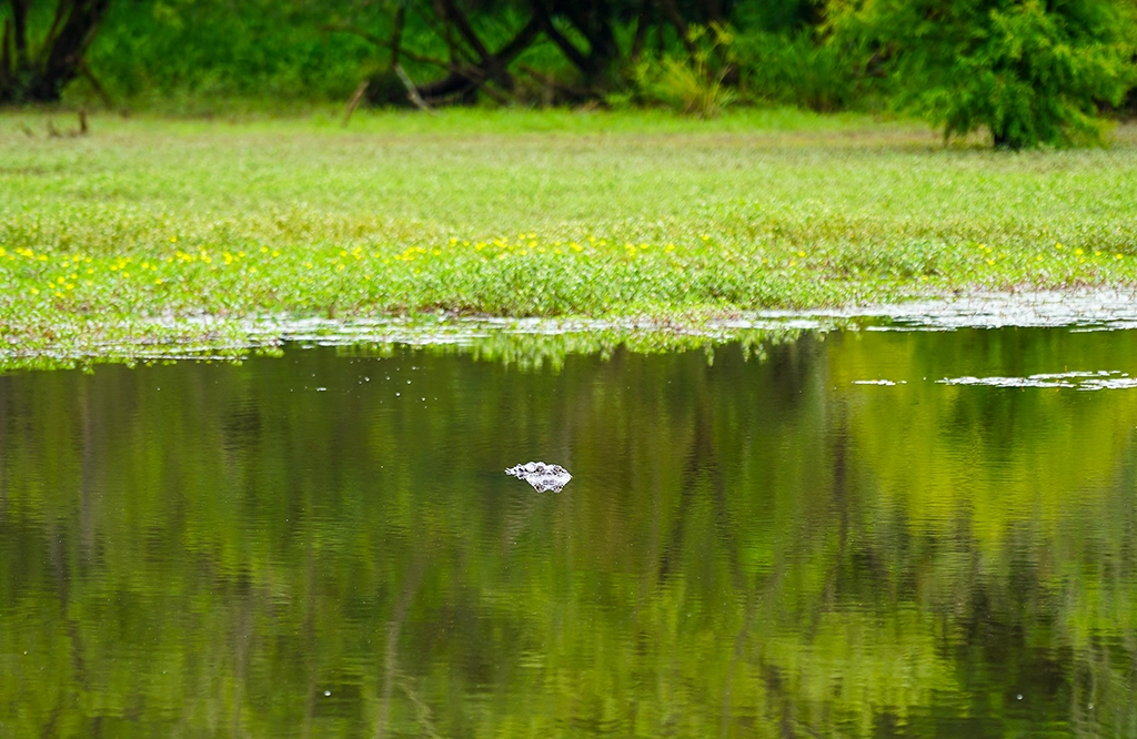 Alligator in den Feuchtgebieten des Ocmulgee Mounds National Historical Park in Georgia.